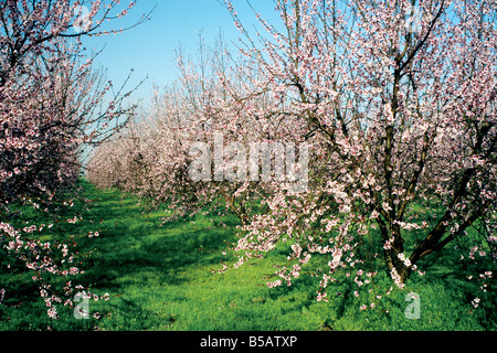 Verger de pêchers en fleurs. Banque D'Images