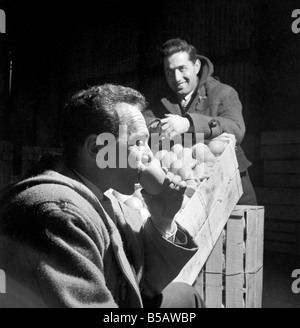 L'alimentation : fruits : oranges : les testeurs d'Orange à Surrey Docks. Mars 1958 A658-017 Banque D'Images