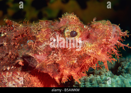Poisson Scorpion (Scorpaenopsis) ont des épines venimeuses de la défense, Similan, en Thaïlande, en Asie du sud-est Banque D'Images