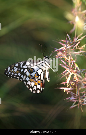 Papilio demoleus. Papillon de chaux dans parmi les hautes herbes dans la campagne indienne. L'Andhra Pradesh, Inde Banque D'Images