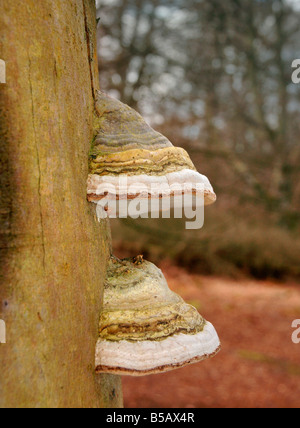 Fomes fomentarius - champignons Tinder pousse sur un arbre mort. Banque D'Images