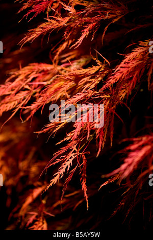 Les feuilles d'automne - Acer palmatum Dissectum Atropurpureum Banque D'Images