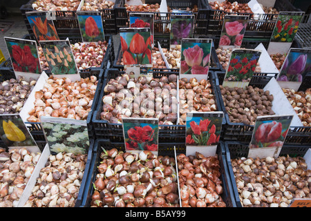 Les ampoules pour la vente au marché aux fleurs de Moriaan, Amsterdam, Pays-Bas, Europe Banque D'Images