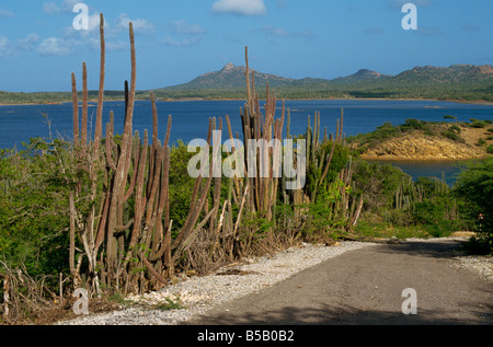 Parc national Gotomeer Bonaire Petites Antilles Caraïbes Amérique centrale Banque D'Images