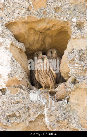 Groupe de trois jeunes Faucon crécerellette Falco naumanni au cave du nid en Espagne. Banque D'Images