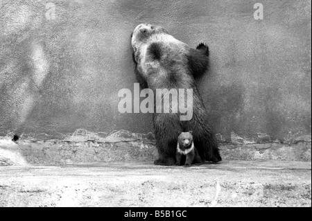 Chester, chips et de la Charité, sera de s'aventurer à l'extérieur pour la première fois aujourd'hui au zoo de Whipsnade. Ils sont deux oursons Kodiak triplet, deux hommes et une femme, née le 17 janvier de cette année. Ils vont être ïWilmaÍ avec leur mère. Kodiaks  ; sont la plus grande forme de l'ours brun et sont trouvés sur Kodiak et les îles voisines de l'Alaska. ;Avril 1975 ; Banque D'Images