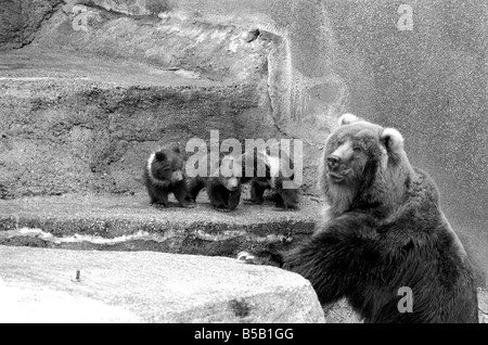 Chester, chips et de la Charité, sera de s'aventurer à l'extérieur pour la première fois aujourd'hui au zoo de Whipsnade. Ils sont deux oursons Kodiak triplet, deux hommes et une femme, née le 17 janvier de cette année. Ils vont être ïWilmaÍ avec leur mère. Kodiaks  ; sont la plus grande forme de l'ours brun et sont trouvés sur Kodiak et les îles voisines de l'Alaska. ;Avril 1975 ; Banque D'Images