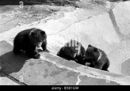 Chester, chips et de la Charité, sera de s'aventurer à l'extérieur pour la première fois aujourd'hui au zoo de Whipsnade. Ils sont deux oursons Kodiak triplet, deux hommes et une femme, née le 17 janvier de cette année. Ils vont être ïWilmaÍ avec leur mère. Kodiaks  ; sont la plus grande forme de l'ours brun et sont trouvés sur Kodiak et les îles voisines de l'Alaska. ;Avril 1975 ; Banque D'Images