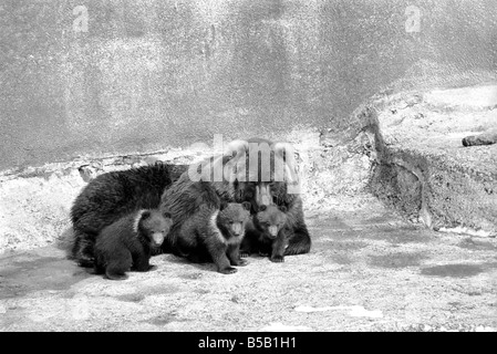 Chester, chips et de la Charité, sera de s'aventurer à l'extérieur pour la première fois aujourd'hui au zoo de Whipsnade. Ils sont deux oursons Kodiak triplet, deux hommes et une femme, née le 17 janvier de cette année. Ils vont être ïWilmaÍ avec leur mère. Kodiaks  ; sont la plus grande forme de l'ours brun et sont trouvés sur Kodiak et les îles voisines de l'Alaska. ;Avril 1975 ; Banque D'Images