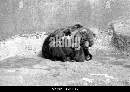 Chester, chips et de la Charité, sera de s'aventurer à l'extérieur pour la première fois aujourd'hui au zoo de Whipsnade. Ils sont deux oursons Kodiak triplet, deux hommes et une femme, née le 17 janvier de cette année. Ils vont être ïWilmaÍ avec leur mère. Kodiaks  ; sont la plus grande forme de l'ours brun et sont trouvés sur Kodiak et les îles voisines de l'Alaska. ;Avril 1975 ; Banque D'Images