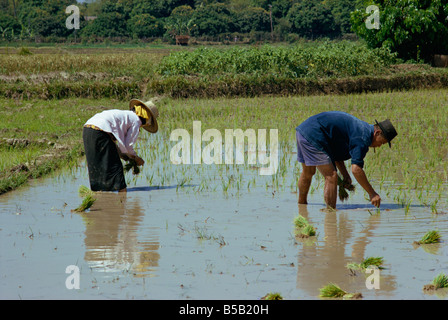 La plantation du riz en Thaïlande l'Asie du Sud-Est Banque D'Images