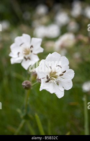 Silene uniflora cornwall mer Banque D'Images