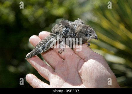 Swift Apus apus chick secourus en secret world animal sanctuary Somerset Banque D'Images