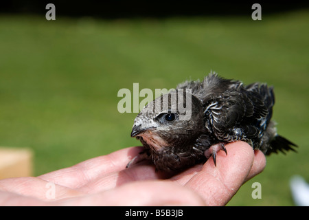 Swift Apus apus chick sauvés secret world animal sanctuary Somerset Banque D'Images