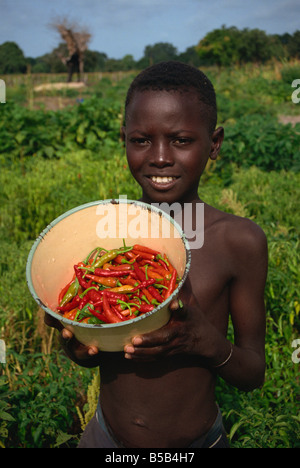 Boy holding bowl de piments, la Gambie, Afrique de l'Ouest, l'Afrique Banque D'Images