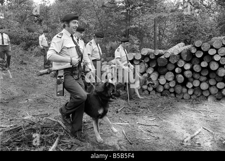 Les équipes de chiens de police recherchez woodlands, près de la maison de Claire Hutchison qui manque à Farnham, Surrey. Juin 1980 &# 13 ;&# 10 ; Banque D'Images