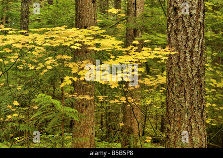 Un érable circiné devient jaune dans un Pacific North West automne côtière tempérée rainforest Banque D'Images