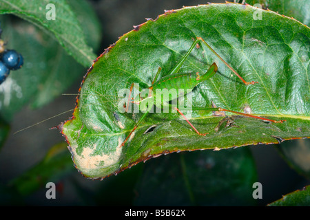 Roulement de la drépanocytose (Phaneroptera falcata) Femmes on leaf Banque D'Images