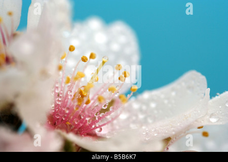 Fleurs de l'amandier avec des gouttelettes. Prunus dulcis ou communis Banque D'Images