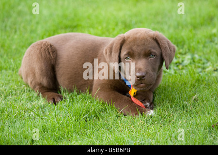 Jeune chiot labrador couleur chocolat Bewdley Worcs UK Banque D'Images