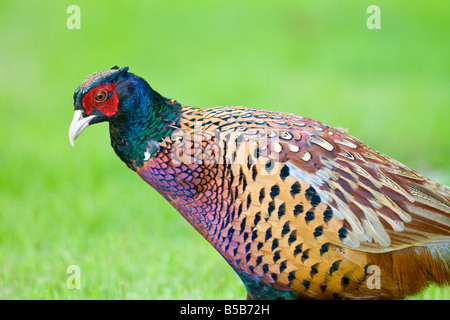 Portrait of Male Faisan de Colchide Phasianus colchicus Banque D'Images