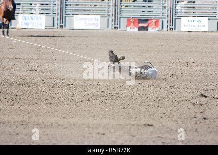 Un veau avec une corde autour de son cou pendant un concours de veaux au lasso à un rodéo. Banque D'Images