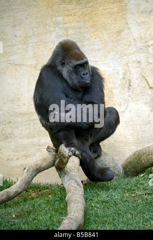 Femelle Gorille de plaine de l'ouest (Gorilla gorilla gorilla ) Banque D'Images