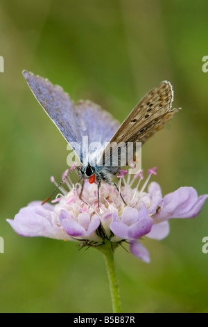 Chalkhill blue butterfly Cupido minimus sur fleur Banque D'Images