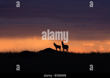 Sur les plaines du Masai Mara Kenya Afrique Banque D'Images