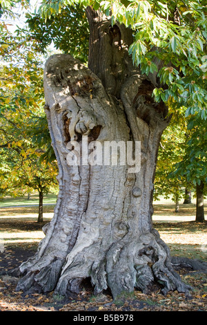 Le parc de Greenwich de vieux arbres London England uk go Banque D'Images