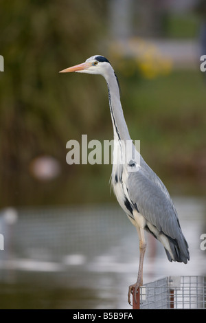 Héron cendré Ardea cinerea adultes patiemment debout sur une clôture en regardant l'eau pour les proies dans le Worcestershire. Banque D'Images