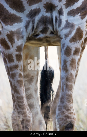 Détail d'une Girafe (Giraffa camelopardalis) dans le parc national d'Etosha, Namibie Banque D'Images