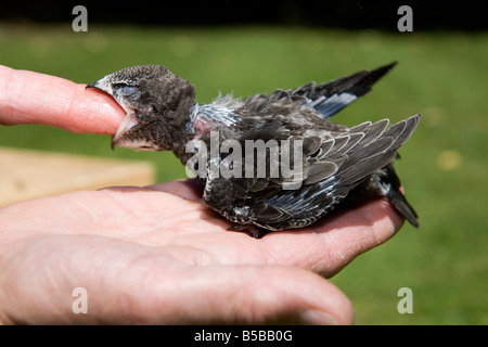 Swift Apus apus chick secourus en secret world animal sanctuary Somerset Banque D'Images