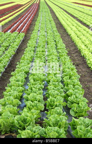 Vivre de l'agriculture - les épinards dans les champs Banque D'Images