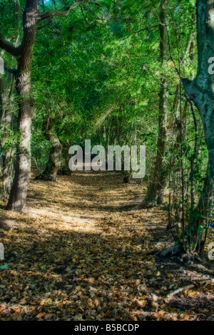 Chemin pommelé Sun dans un bois à l'automne Banque D'Images