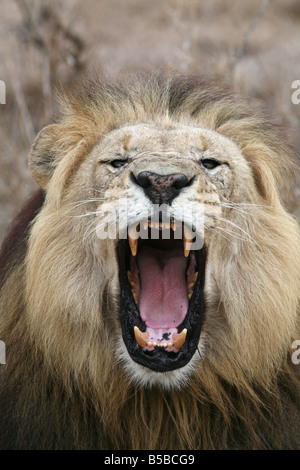 Lion rugissant, Hlane Royal National Park, Swaziland, Afrique Banque D'Images