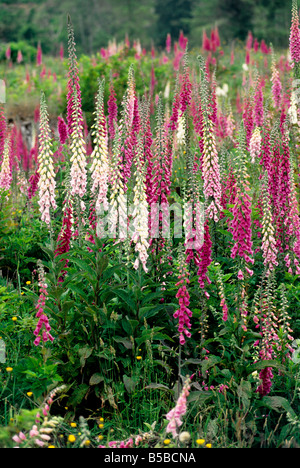 'Digitalis digitale purpurea' floraison en prairie. Banque D'Images