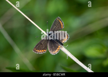 Aricia agestis papillon argus brun Banque D'Images