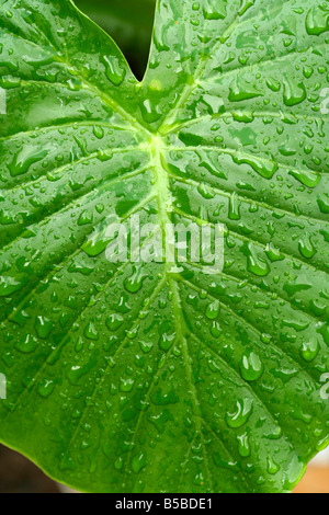 Gouttelettes sur feuille. Colocasia sp Banque D'Images