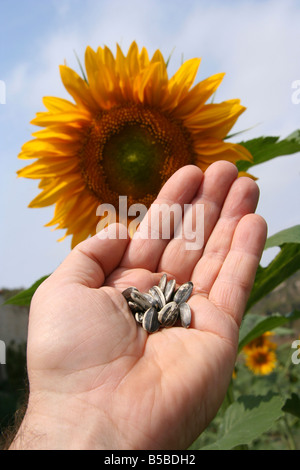 La récolte de graines de tournesol Banque D'Images