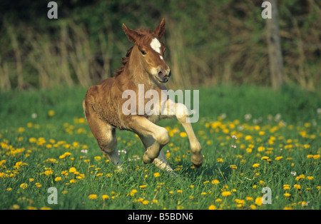 Coldblood Schwarzwaelder (Equus caballus), poulain de galoper sur une prairie en fleurs Banque D'Images