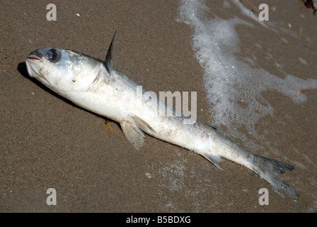 Les poissons morts sur la plage Banque D'Images