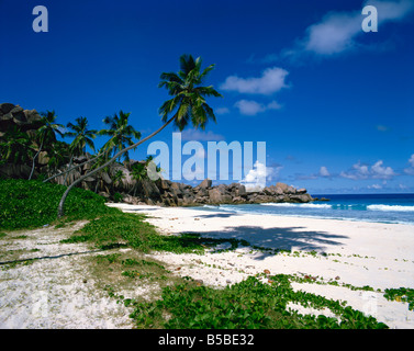 À l'érosion du littoral tropical rock formation et de palmiers, La Digue, Seychelles, océan Indien, Afrique Banque D'Images