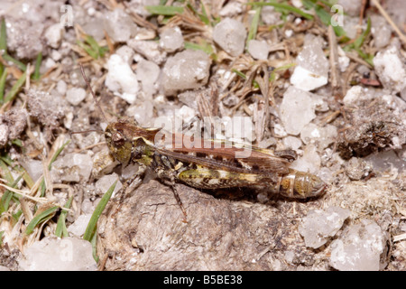 Sauterelle tacheté Myrmeleotettix maculatus Acrididae UK Banque D'Images