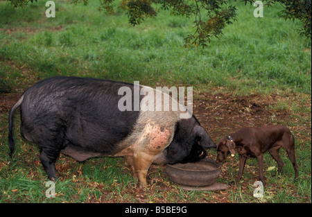 Wessex Saddleback Pig et Sally le chien Kangaroo Valley New South Wales Australie Banque D'Images