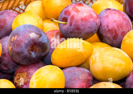 Panier de fruits close up de prune jaune et violet Banque D'Images