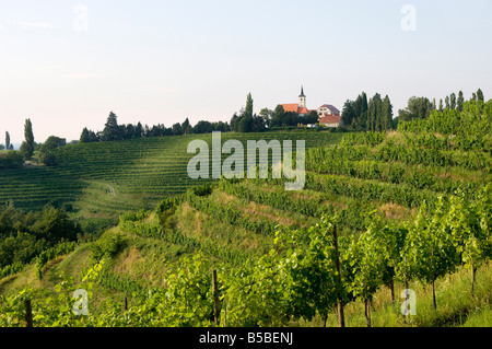 Jeruzalem vignobles, Mura (Pomurje), Slovénie, Europe Banque D'Images