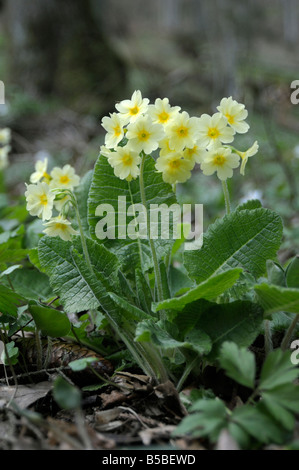 Vrai Oxlip (Primula elatior), la floraison Banque D'Images