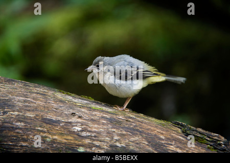 Bergeronnette des ruisseaux Motacilla cinerea on log Banque D'Images
