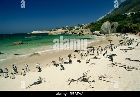 Colonie de pingouins Jackass Boulders Beach près de Simons Town False Bay Cape Province Afrique du Sud Banque D'Images